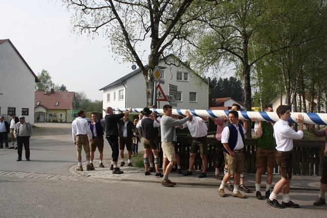 Maibaum 2013